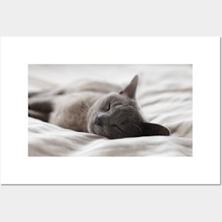 Cute Cat Pet Sleeping Posters and Art